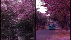 Bengaluru Turns Pink! Know Places To Find Pink Trumpets Bloom For Clicks And Strolls | Check Gorgeous Pics